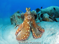 Octopus showing off by Adolfo Maciocco 